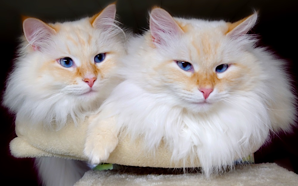 Milo+Blanco, Sibirische Katzen, Siberian Cats