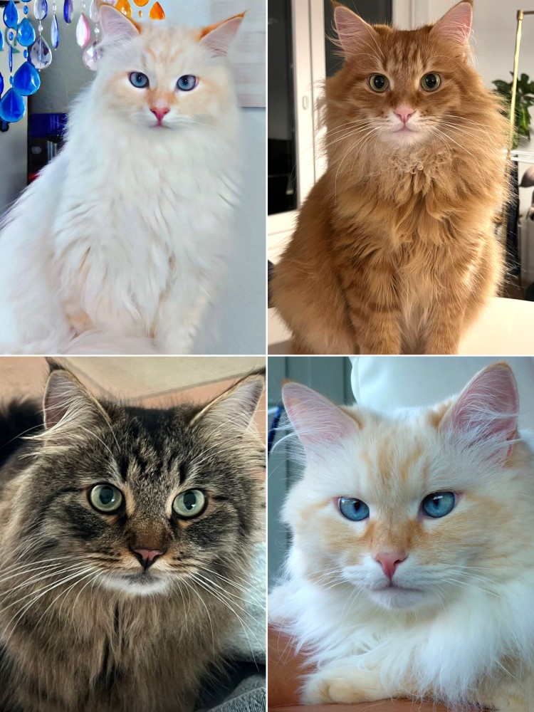 Milo+Blanco, Sibirische Katzen, Siberian Cats