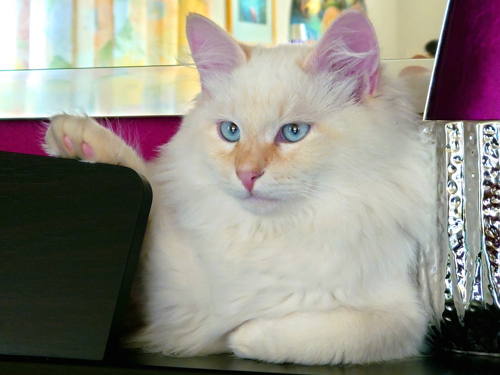 Milo